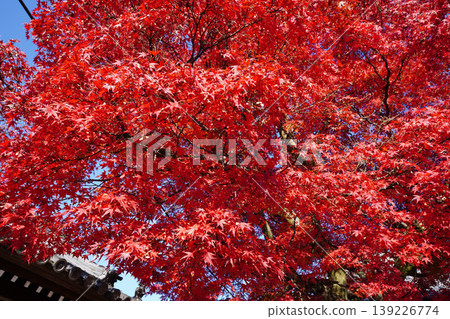 Maple leaves that turned bright red Maple leaves that turned bright red 139226774