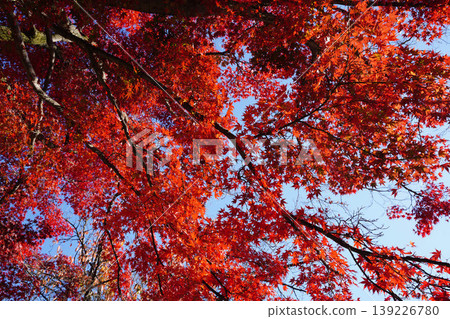 Maple leaves that turned bright red Maple leaves that turned bright red 139226780