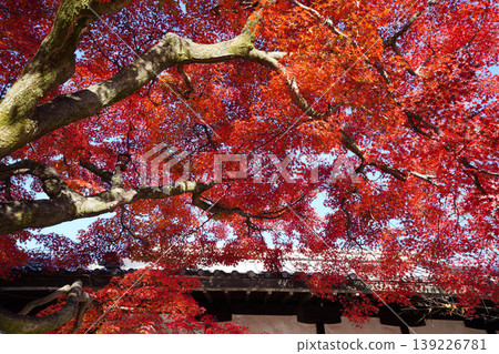 Maple leaves that turned bright red 139226781