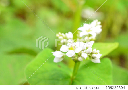蕎麥花 蕎麥花 139226804