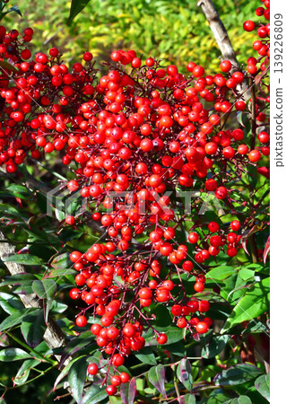 一棵結滿紅色漿果的南天竹樹 一棵結滿紅色漿果的南天竹樹 139226809