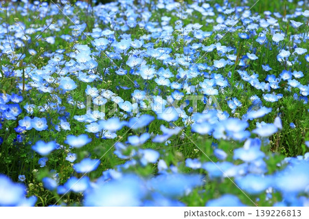 Nemophila flower 139226813
