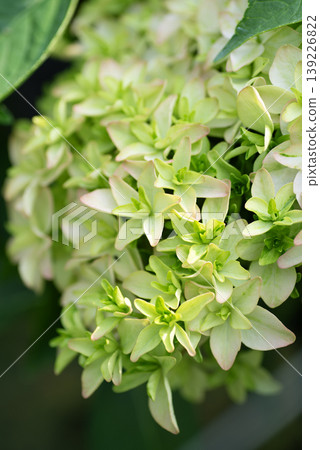 Hydrangeas turning yellowish-green in early summer Hydrangeas turning yellowish-green in early summer 139226822