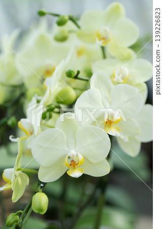 Pale yellow phalaenopsis orchids blooming in soft light 139226823