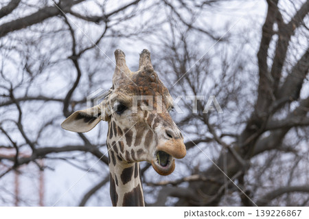 Tennoji Zoo - Giraffe Tennoji Zoo - Giraffe 139226867
