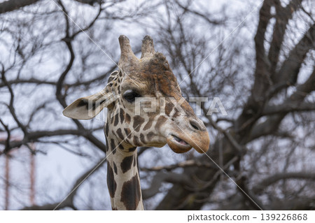 Tennoji Zoo - Giraffe Tennoji Zoo - Giraffe 139226868