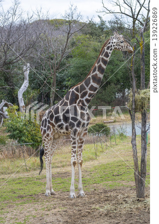 Tennoji Zoo - Giraffe 139226869