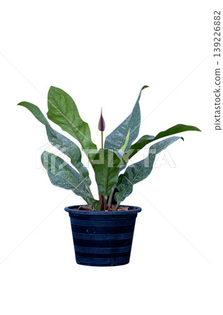 Top view of Anthurium 'Marie' (Anthurium), focus selective Top view of Anthurium 'Marie' (Anthurium), focus selective 139226882