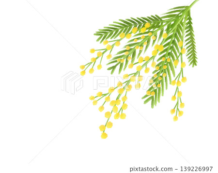 背景素材以含羞草為主題 139226997