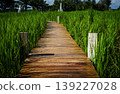 Wooden Path Through Rice Fields: A rustic wooden path meanders through vibrant green rice fields under a clear sky, inviting exploration and offering a serene journey into nature's embrace. 139227028