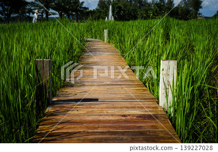 Wooden Path Through Rice Fields: A rustic wooden path meanders through vibrant green rice fields under a clear sky, inviting exploration and offering a serene journey into nature's embrace. 139227028