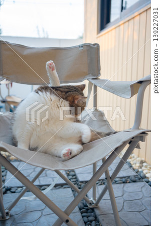 happy and relax concept with scottish cat play on camping chair in the garden on the morning 139227031