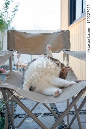 happy and relax concept with scottish cat play on camping chair in the garden on the morning 139227033