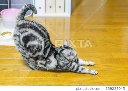Cats growing Cats growing 139227045