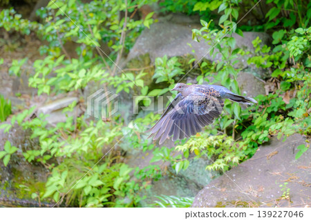 A turtle dove in flight A turtle dove in flight 139227046