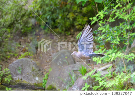 A turtle dove in flight A turtle dove in flight 139227047