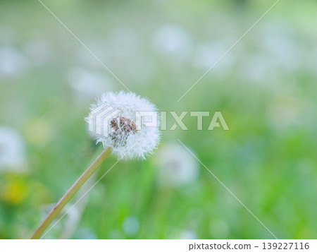 開花在春天領域的蒲公英冠毛 139227116