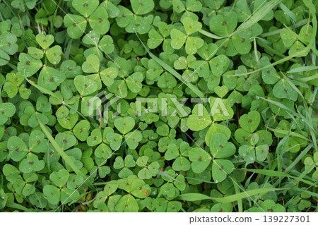 Closeup on the typical leaves of the spotted medick or burclover, heart clover Medicago arabica Closeup on the typical leaves of the spotted medick or burclover, heart clover Medicago arabica 139227301