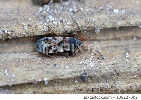 Closeup on a small shield bug ,Scolopostethus affinis on wood Closeup on a small shield bug ,Scolopostethus affinis on wood 139227302