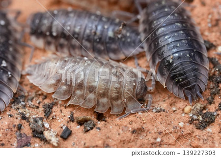 Close-up macro shot of sow bugs on textured red earthy surface, detailed insect life, nature context Close-up macro shot of sow bugs on textured red earthy surface, detailed insect life, nature context 139227303