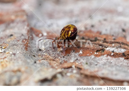 Closeup on a colorful small Springtail Collembola species, Dicyrtomina saundersi on a piece of wood Closeup on a colorful small Springtail Collembola species, Dicyrtomina saundersi on a piece of wood 139227306