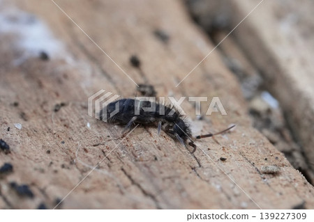 Closeup on a small belted springtail , Orchesella cincta, on a piece of wood in the garden 139227309