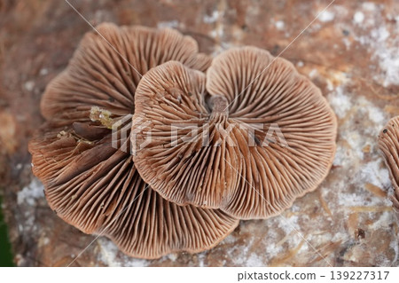 Closeup on the small Wood Oysterling mushroom, Deconica horizontalis growing on wood Closeup on the small Wood Oysterling mushroom, Deconica horizontalis growing on wood 139227317