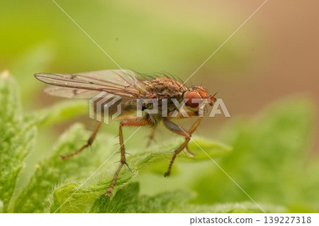 Closeup on a hairy orange colored dung fly, Scathophaga furcata perched on a green leaf in the garden Closeup on a hairy orange colored dung fly, Scathophaga furcata perched on a green leaf in the garden 139227318