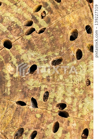 Abstract texture of weathered tree stump surface with numerous boreholes, earthy tones, natural light 139227319