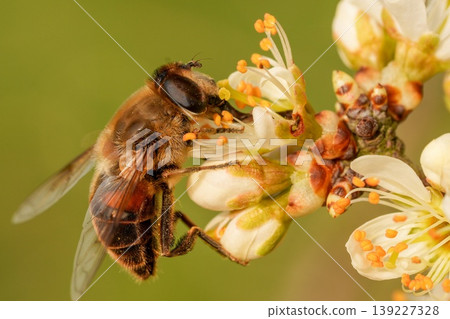 Closeup on a dronefly, Eristalis tenax feeding on white blossoming Blackthorn flowers , Prunus spinosa 139227328