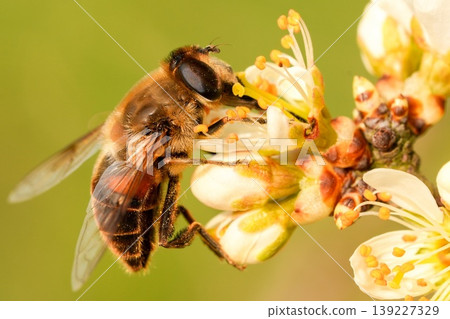 Closeup on a dronefly, Eristalis tenax feeding on white blossoming Blackthorn flowers , Prunus spinosa Closeup on a dronefly, Eristalis tenax feeding on white blossoming Blackthorn flowers , Prunus spinosa 139227329