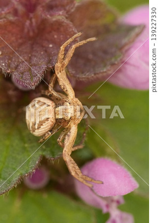 Closeup on a small crab spider, Xysticus species hiding between a pink colored deadnettle plant , ready for the ambush Closeup on a small crab spider, Xysticus species hiding between a pink colored deadnettle plant , ready for the ambush 139227330