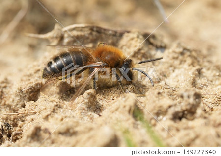 Closeup on a male Early cellophane bee, Colletes cunicularius on a sandy soil Closeup on a male Early cellophane bee, Colletes cunicularius on a sandy soil 139227340