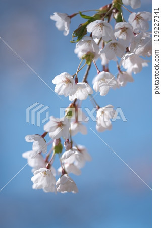 Cherry Blossom Cherry Blossom 139227341