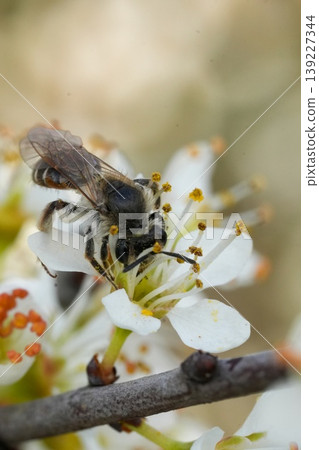 Closeup on a female red-bellied miner, Andrena ventralis collecting nectar from a white flowering blackthorn , Prunus spinosa Closeup on a female red-bellied miner, Andrena ventralis collecting nectar from a white flowering blackthorn , Prunus spinosa 139227344