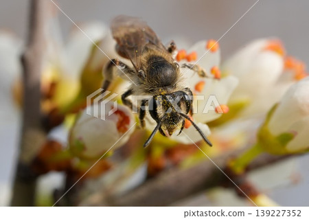 Closeup on a female red-bellied miner, Andrena ventralis collecting nectar from a white flowering blackthorn , Prunus spinosa Closeup on a female red-bellied miner, Andrena ventralis collecting nectar from a white flowering blackthorn , Prunus spinosa 139227352