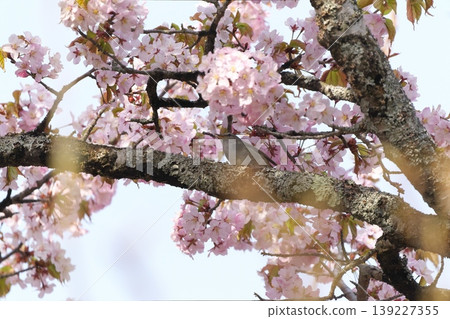 Cherry blossoms and warblers 139227355
