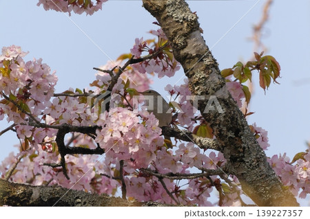 Cherry blossoms and warblers Cherry blossoms and warblers 139227357