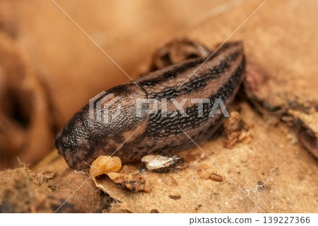 Closeup Macro shot of a Leopard or spotted slug, Limax maximus hiding on debris on the ground Closeup Macro shot of a Leopard or spotted slug, Limax maximus hiding on debris on the ground 139227366