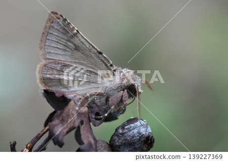 Closeup on the European Hebrew Character owlet moth, Orthosia gothica siting on a twig in the garden 139227369