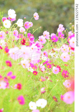 Cosmos Cosmos 139227542
