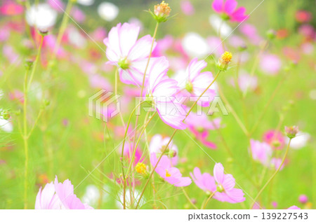 Cosmos Cosmos 139227543