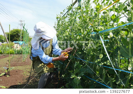 Woman harvesting snap peas Woman harvesting snap peas 139227677
