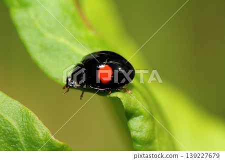 春天，一隻瓢蟲停在植物葉子上的特寫。 139227679