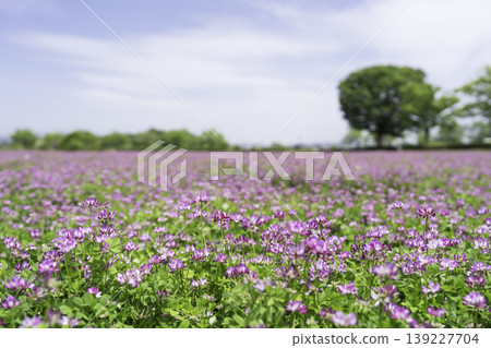 Background material of a vast lotus field Background material of a vast lotus field 139227704