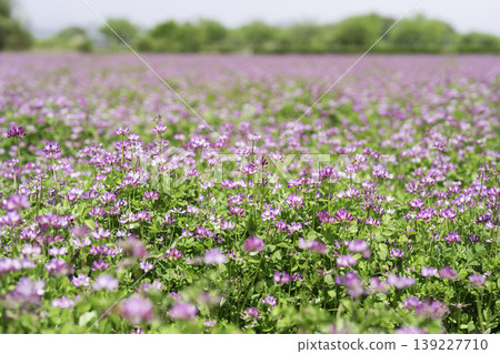 廣袤蓮花田的背景素材 139227710