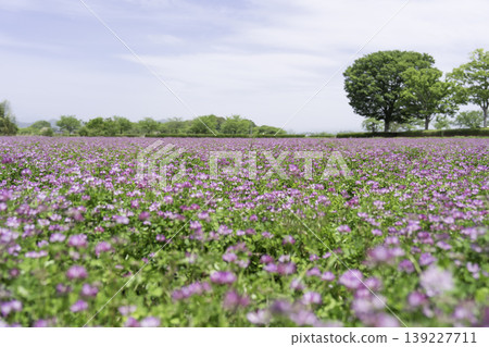 廣袤蓮花田的背景素材 廣袤蓮花田的背景素材 139227711