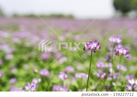廣袤蓮花田的背景素材 廣袤蓮花田的背景素材 139227712