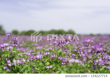 Background material of a vast lotus field Background material of a vast lotus field 139227714