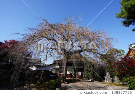 The weeping cherry trees at Honmanji Temple have lost their leaves in the autumn. The weeping cherry trees at Honmanji Temple have lost their leaves in the autumn. 139227736